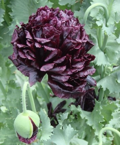 Schwarzer Mohn - 100 Samen