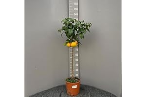 SAVINI VIVAI L'ARTE DI FARE NATURA SAVINI VIVAI Pianta di Pompelmo Albero di Agrumi Pompelmo Rosa in Vaso da 24 cm Altezza 90-110 cm 3-4 Anni di innesto Made Italy