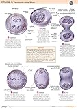  Film Citologie II: Zellreproduktion Mitosis