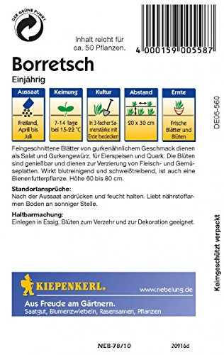 Borretsch Gurkenkraut einjährig - 2