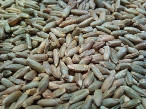 Preisvergleich Produktbild Widu - Champagnerroggen Bio - 2,5 kg