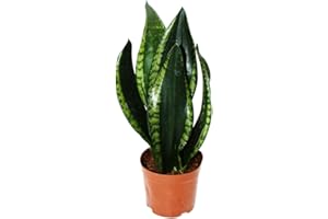 EXOTENHERZ Sansevieria trifasciata Silver Flame - Cáñamo con arco con coloración de hojas llamativas - maceta de 12 cm