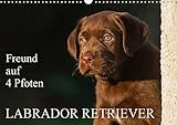Freund auf 4 Pfoten - Labrador Retriever (Wandkalender 2019 DIN A3 quer): Der Labrador Retriever, eine der beliebtesten Hunderassen auf 13 ... (Monatskalender, 14 Seiten ) (CALVENDO Tiere) by 