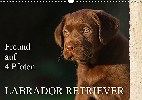 Freund auf 4 Pfoten - Labrador Retriever (Wandkalender 2019 DIN A3 quer): Der Labrador Retriever, eine der beliebtesten Hunderassen auf 13 ... (Monatskalender, 14 Seiten ) (CALVENDO Tiere)