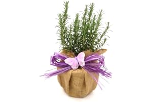 GIFTAPLANT BEAUTIFUL AROMATIC ROSEMARY -Superb Plant & Flower Gifts to Send for Easter, Birthdays & All Occasions
