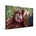Produktbild Premium Textil-Leinwand 45 cm x 30 cm quer, Aug in Aug | Wandbild, Bild auf Keilrahmen, Fertigbild auf echter Leinwand, Leinwanddruck: freilaufendes Huhn (CALVENDO Tiere)
