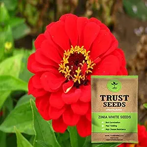 TrustBasket Zinia Red Seeds (Op)