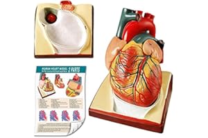 EVOTECH SCIENTIFIC 2022 Modello di cuore umano a grandezza naturale, 2 pezzi, modello cardiaco anatomico 1: 1 a base diaframmatica e pericardica, 34 strutture anatomiche