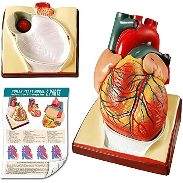Kristallglas Herz Anatomiemodell - 3D Briefbeschwerer Mit Sockel
