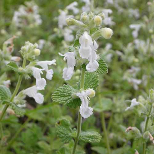 Blumixx Stauden Nepeta x faassenii ‚Snowflake‘ – Weiße Katzenminze, im 0,5 Liter Topf, weiß blühend - 2