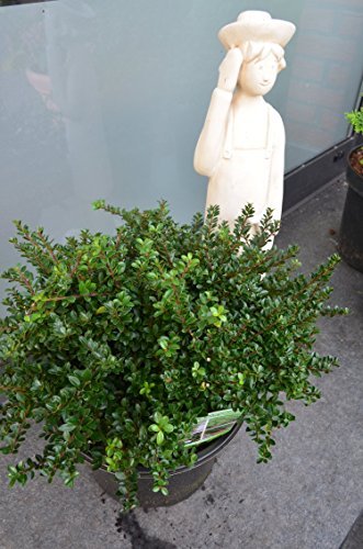 !NEUHEIT! japanische Hülse Ilex crenata Edens Paradise 25 - 30 cm im 5 Liter Pflanzcontainer