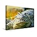 Produktbild Premium Textil-Leinwand 45 cm x 30 cm quer, Gewaltiger Riese - das Kuba- oder Rautenkrokodil | Wandbild, Bild auf Keilrahmen, Fertigbild auf echter (Crocodylus rhombifer), Kuba (CALVENDO Tiere)