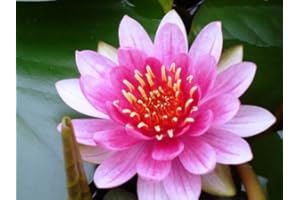 WFW WASSERFLORA 5er Packung Seerosen-Dünger, Düngekegel, Nährstoffe für Seerosen - Osmocote®