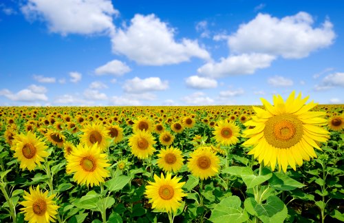 Papiertapete Foto-Tapete Sonnenblumen KT348 Sonnenblume Feld Natur Tapete Fototapete Größe: 420x270cm Kleistertapete Wandbild XXL-Tapete