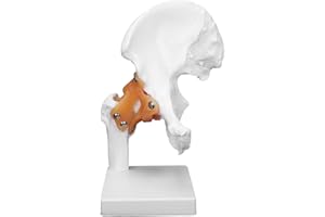TEROR Hip Bone Model,Professional Hip Bone Model Human Hip Joint Model Hip Joint Teaching Skeleton