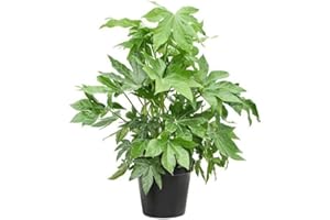 GENERIC Prestige Plant Fatsia Japonica – Japanese Aralia Live Plant | 40–50cm Tall | Hardy Evergreen Houseplant or Outdoor Shrub | Lush Tropical Foliage | Easy Care Indoor/Patio Plant