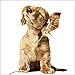 Produktbild Artland Echt-Glas-Wandbild Deco Glass Barbara Helgason Junger Hund hört Musik über Kopfhörer Tiere Haustiere Hund Fotografie Weiß A6ES