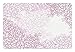 Produktbild Mauve Pet Mat for Food and Water, Lilac Flower Silhouettes Doodle Style Composition Blooming Spring Season Flowers, Rectangle Non-Slip Rubber Mat for Dogs and Cats, Muave White