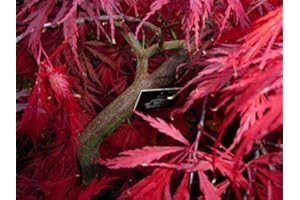 Tree Seeds Online - Acer Palmatum. Dissectum Dissect Purple Japanese Maple. 10 Seeds - 10 Packs