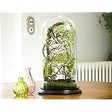 Terrarium Vert+Sauvage