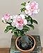 Produktbild Go Garden 20 Stück mehrfarbige Adenium Übergewichtige Bonsai-Wüstenrose, sehr leicht zu züchten, N0.1-25: 1