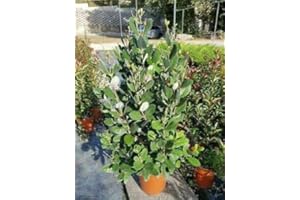 LE GEORGICHE Feijoa sellowiana (Acca sellowiana – Guayabo del Brasile) [Vaso Ø18cm]