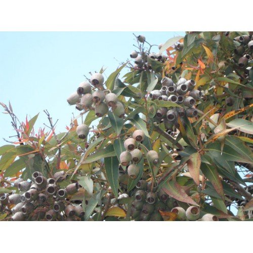 Preisvergleich Produktbild Abbey Essentials Lemon Eukalyptus ätherisches Öl