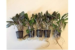 10 krukor Cryptocoryne vattenbägare, akvarieväxter, vattenväxter