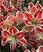 Produktbild Große Amaryllis SPARTACUS 30/32 Zentimeter - US Se by Farmerly