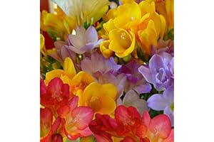 FLORIANA-BULBOSE Bulbos de Flores (10 X Fresia simple mezcla)