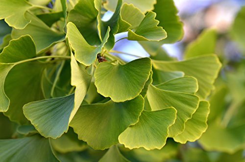 Ginkgo Baum - Ginkgo biloba - Älteste Baumart der Welt - verschiedene Größen (120-130cm - 5 Ltr.)