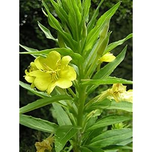Samen für Nachtkerze –Oenothera biennis–2Gramm