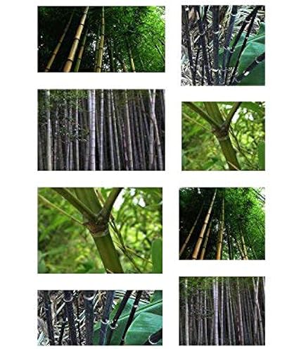 SAFLAX - Grser-Bambus-Kalkuttabambus - 50 Samen - Mit keimfreiem  Anzuchtsubstrat - Dendrocalamus strictus : Amazon.de: Garten