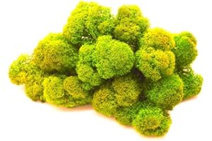 preserved Mousse de Renne stabilisée, Lichen de Renne Mur Vegetal Interieur, Cadre Vegetal, Terrarium, Decoration Naturelle, DIY, Tableau Vegetal, compositions Florales (Citron, 100 grammes)