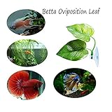 aquarium landschaft aquascape aquascaping steine set led beleuchtung kaufen rückwand pumpe mit unterschrank heizung kies juwel nano pflanzen innenfilter klein bodengrund futterautomat lampe becken kühler scape licht garnelen