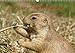 Produktbild Das Leben der Präriehunde (Wandkalender 2019 DIN A3 quer): Wildtiere (Monatskalender, 14 Seiten ) (CALVENDO Tiere)