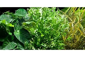 AQUAPLANTS Java Fern Windeløv – Microsorium Pteropus 'Windeløv' – Live Plante pour aquarium