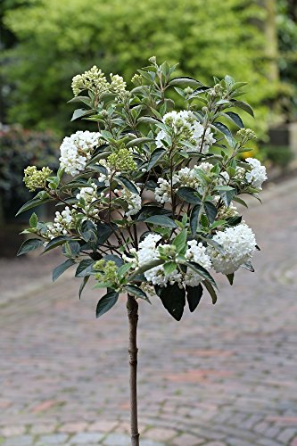 Schneeball-Stämmchen, Viburnum 'Eskimo', Höhe: 120-130 cm