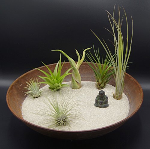 Tillandsien 5er-Mix - 2