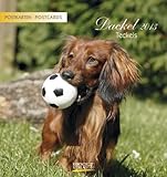 Dackel, Teckels 2013 Postkartenkalender by 