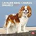 Cavalier King Charles Spaniels 2012 by 