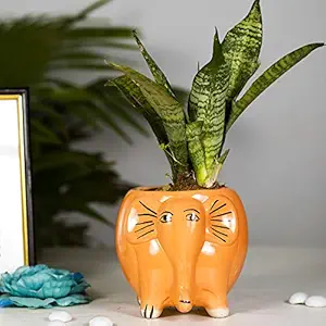 Earthsoul Ceramic Flower pots for Home Garden| Ceramic planters for Indoor Plants| Home Decor for Study Table, Office, Kitchen and Living Room