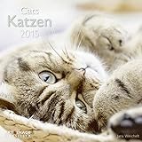 Katzen 2015 A&I by 