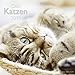 Katzen 2015 A&I by 