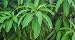 BSD Organics Mango Leaves for puja etc. - 100 gms RS.69.00