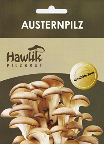Austernpilze Dübel
