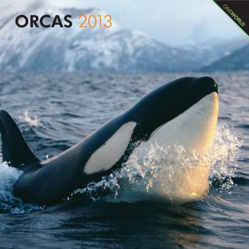 Orcas 2013 - Killerwale - Original BrownTrout-Kalender