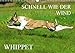 Schnell wie der Wind - Whippet (Wandkalender 2020 DIN A3 quer) by 