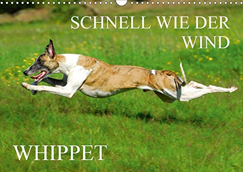 Schnell wie der Wind - Whippet (Wandkalender 2020 DIN A3 quer)