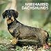 Wirehaired Dachshunds 2012 by 